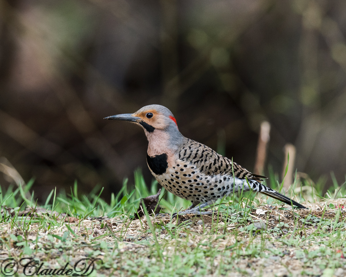 N. Flicker