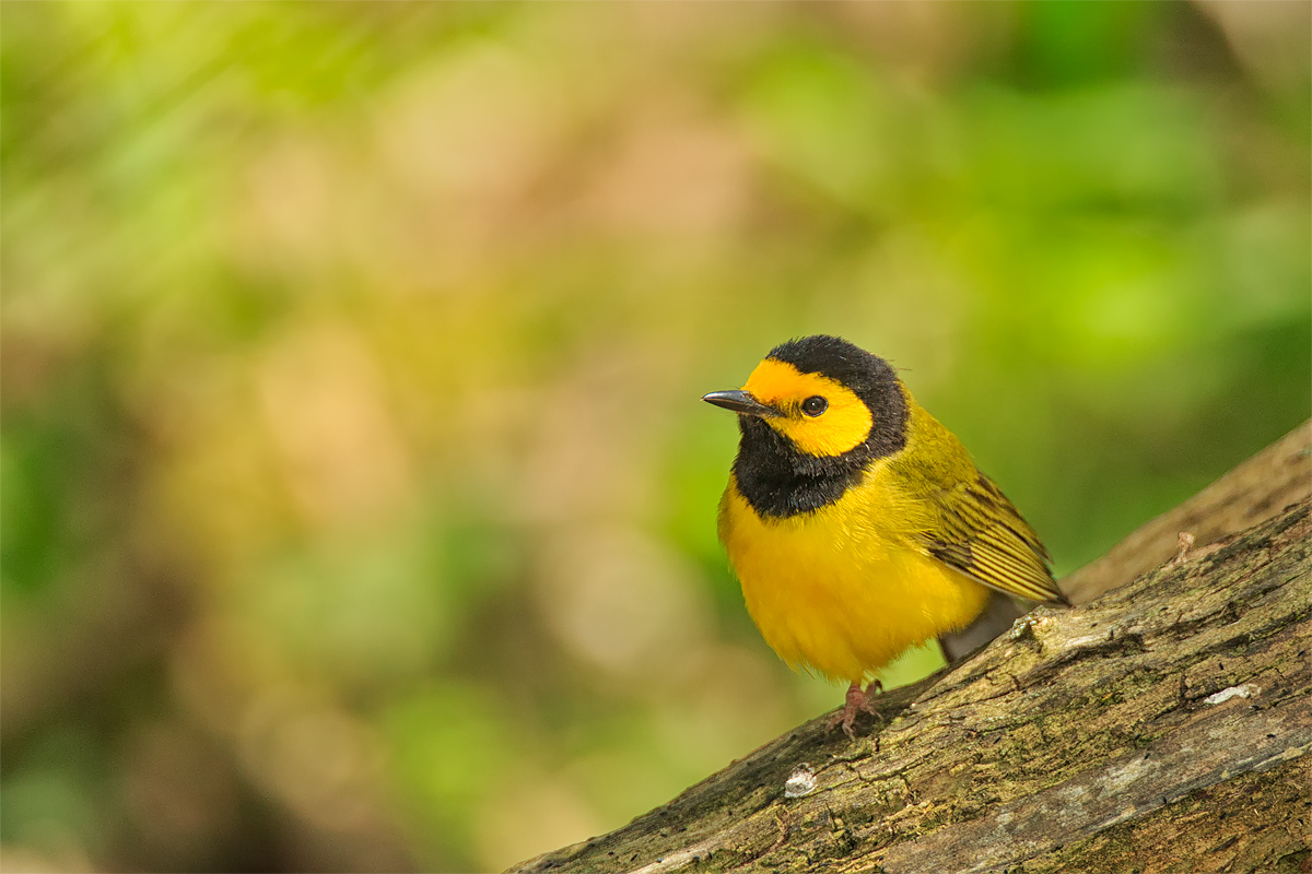 Hooded Warbler