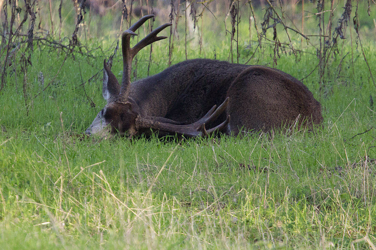 Tired Buck