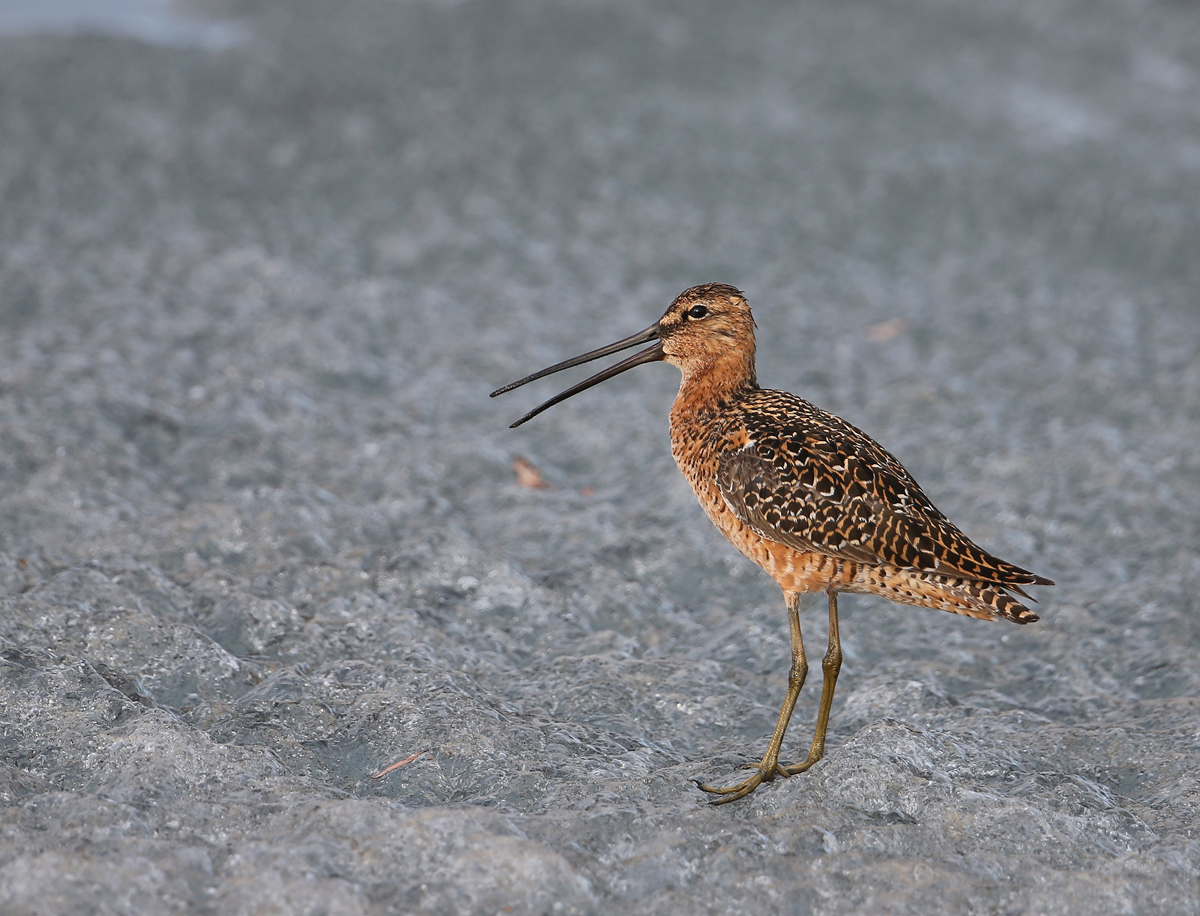 Dowitcher on Ice