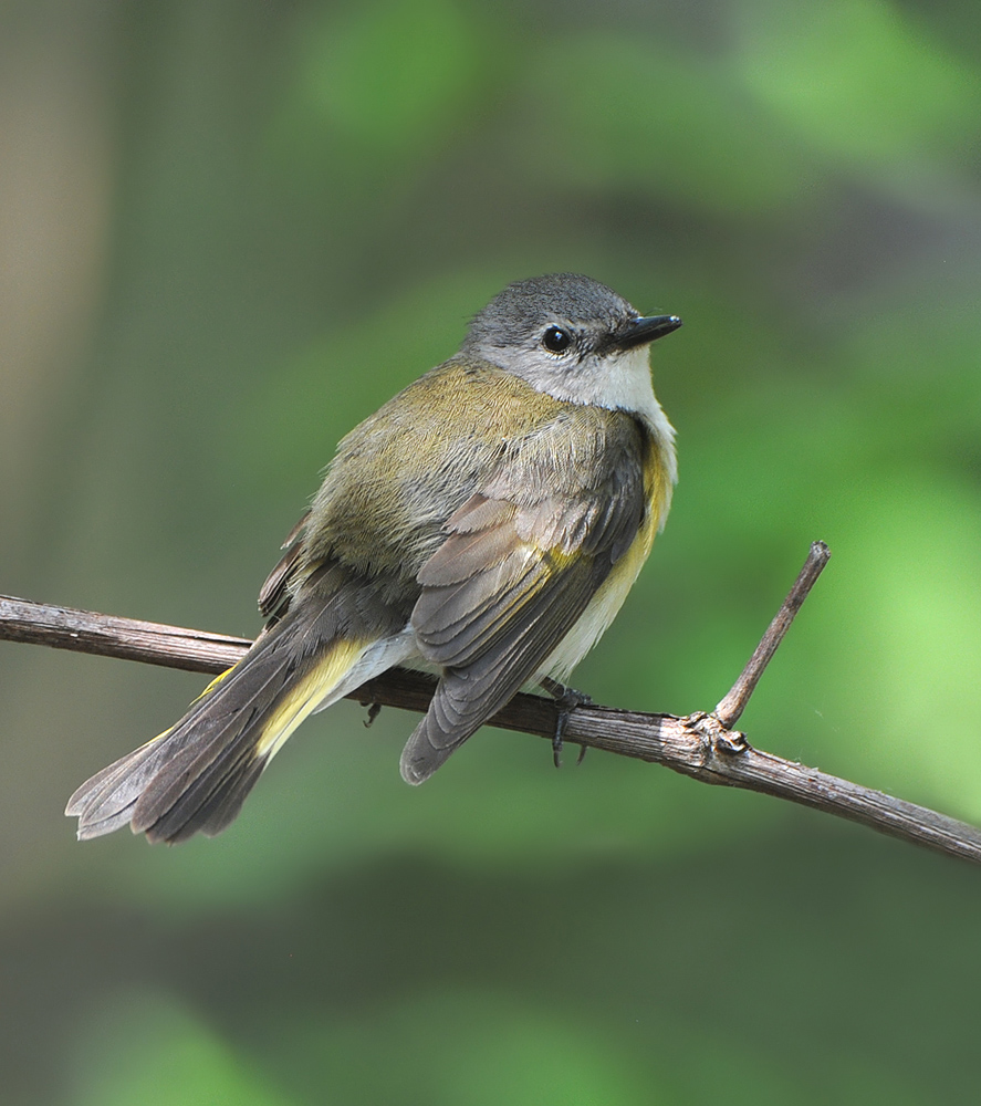 Am. Redstart Female