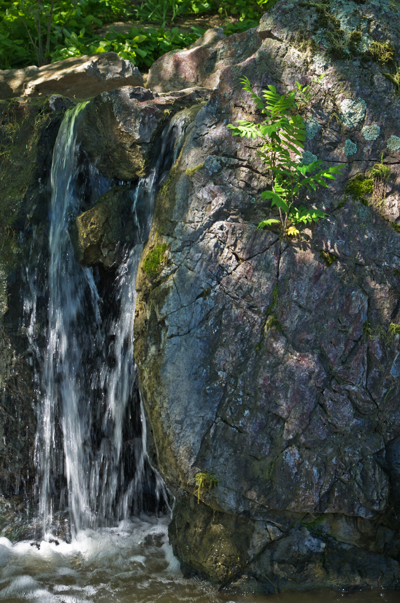 tree and waterfall