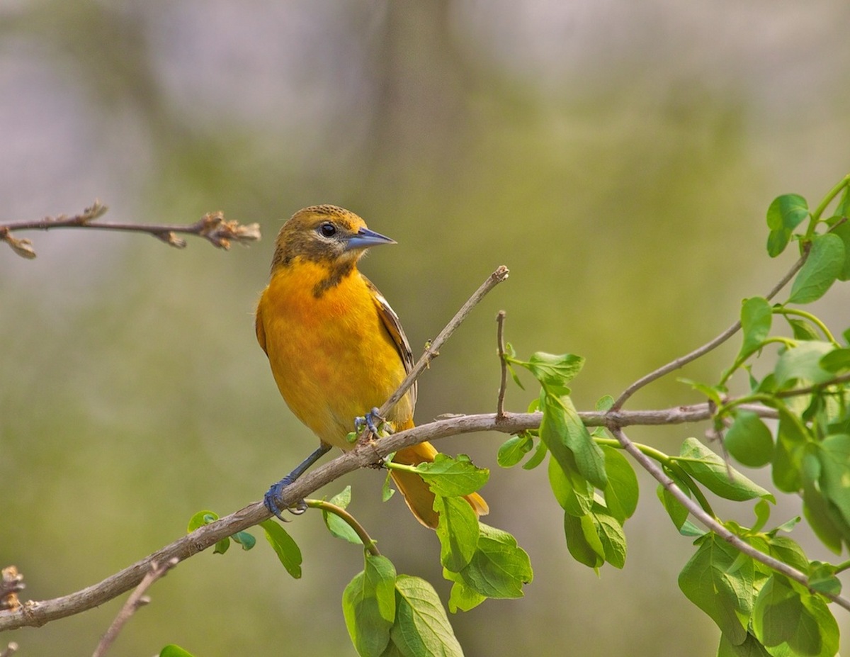 Lady Oriole