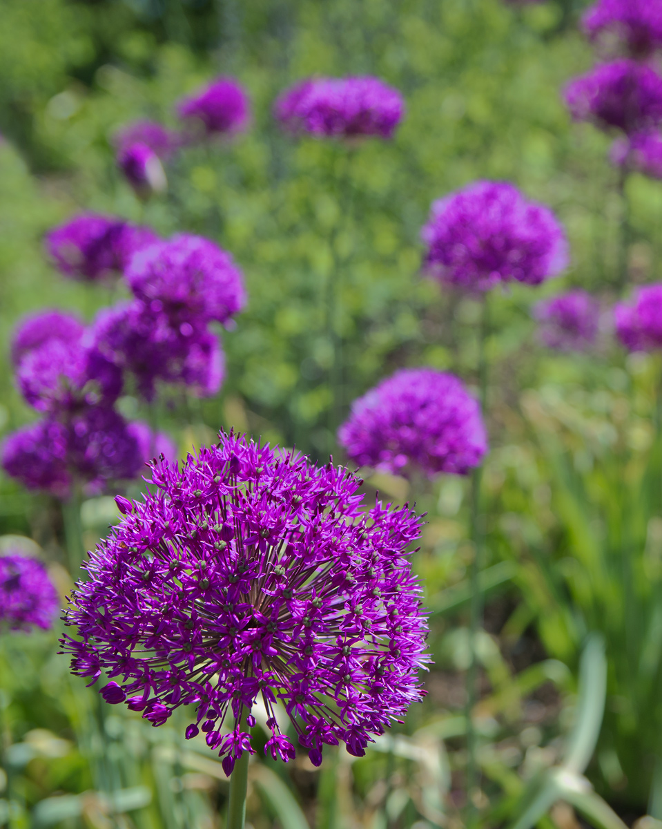 Persian Onion