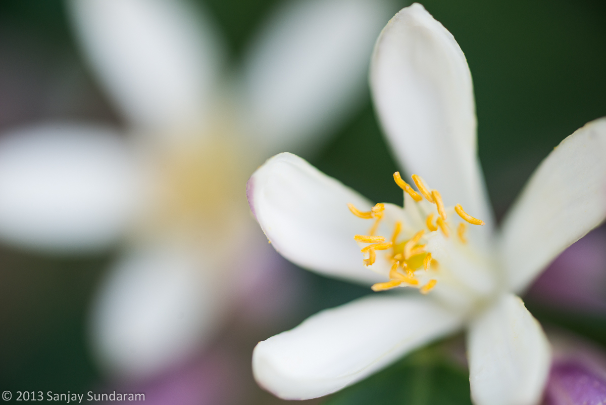 Lemon Flower
