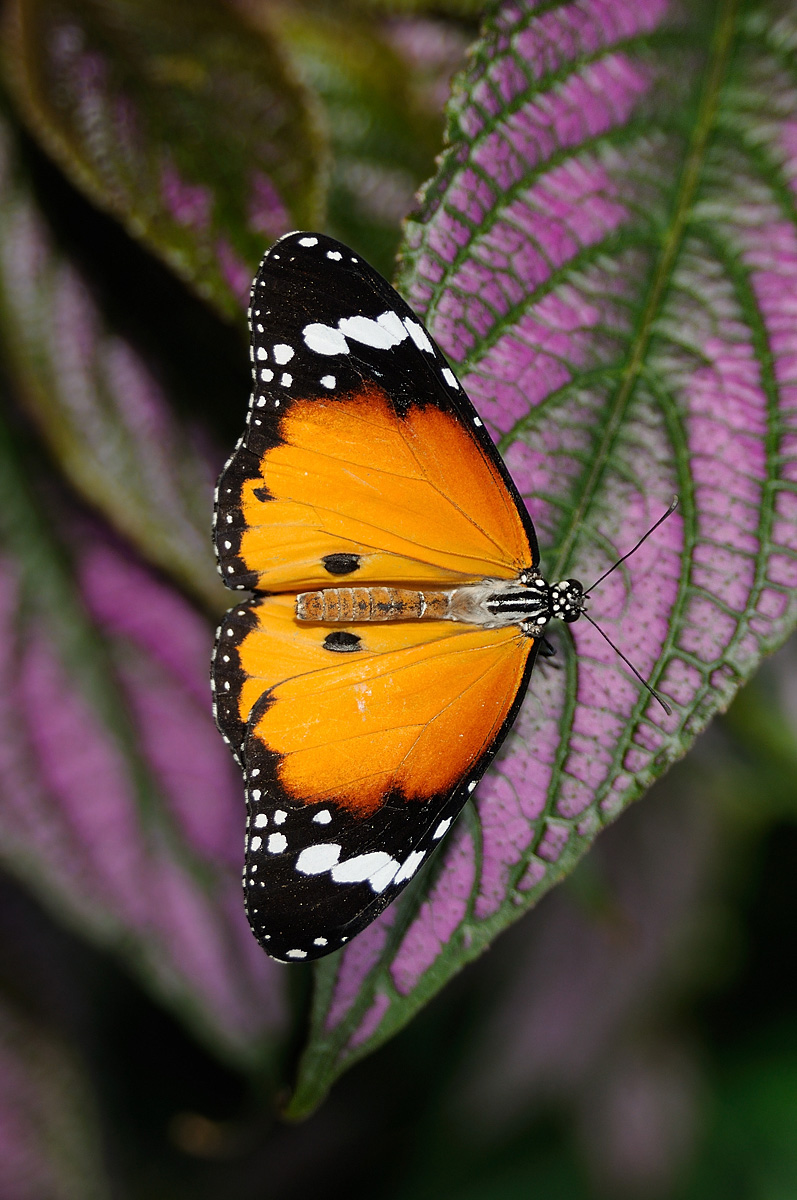 Orange on Purple