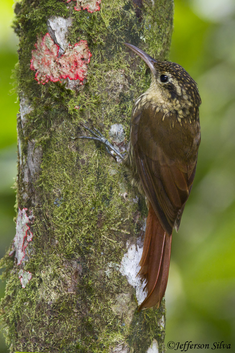 Lesser Woodcreeper