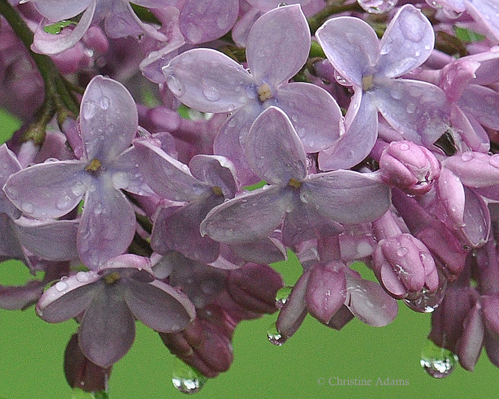 Lilacs
