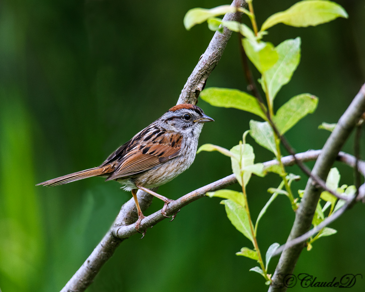 Swamp Sparrow