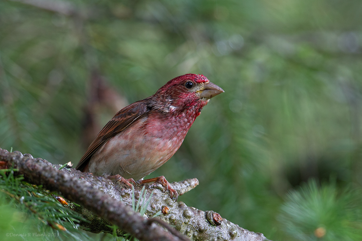 Purple Finch