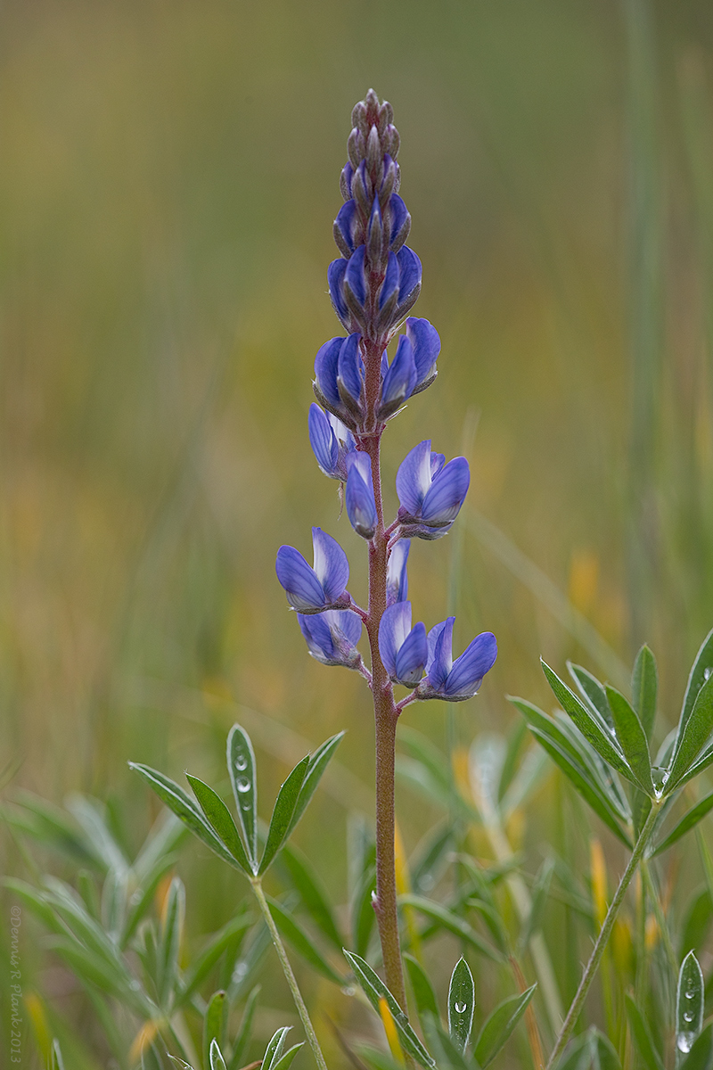 Another Lupine