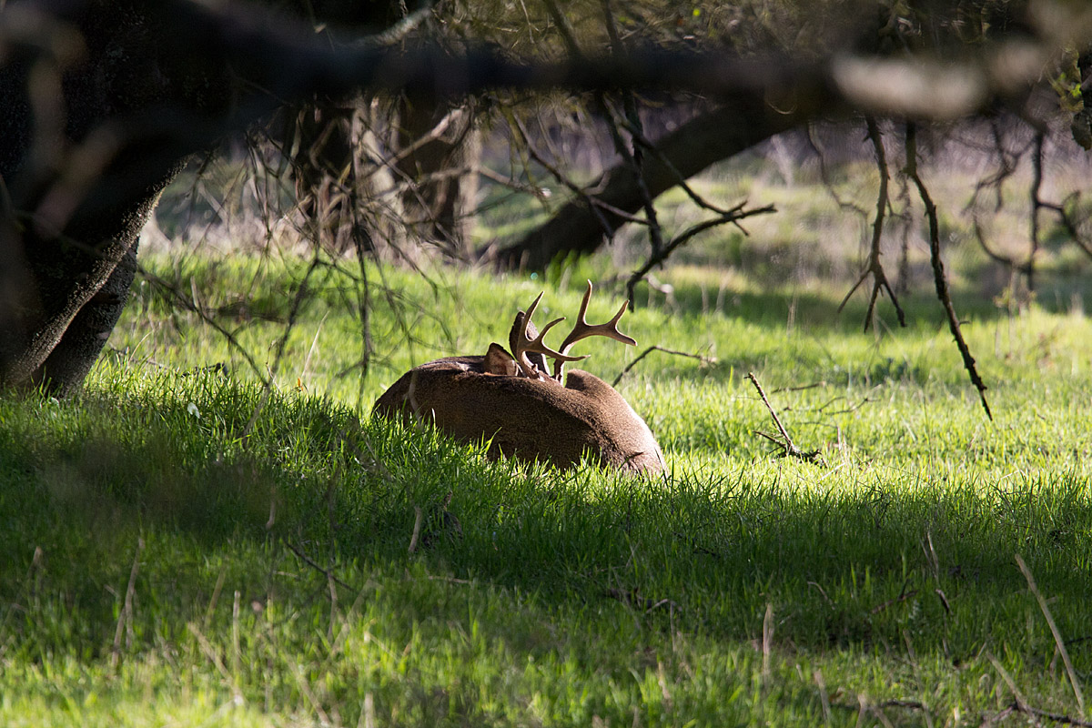 Sleeping Deer
