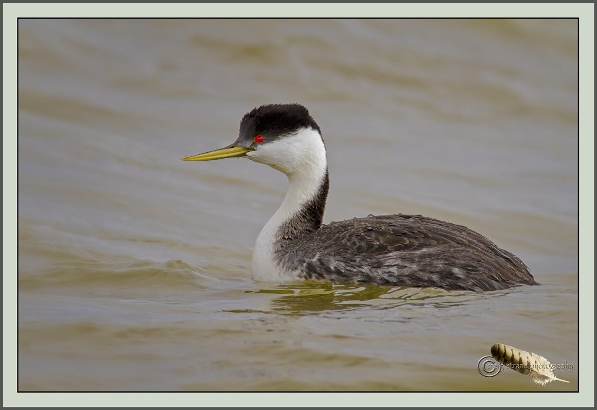 Western Grebe