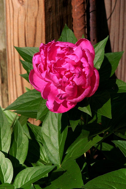 First Peony of 2013