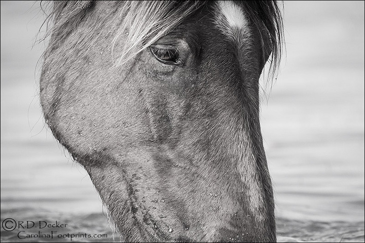 Wild Horse Portrait