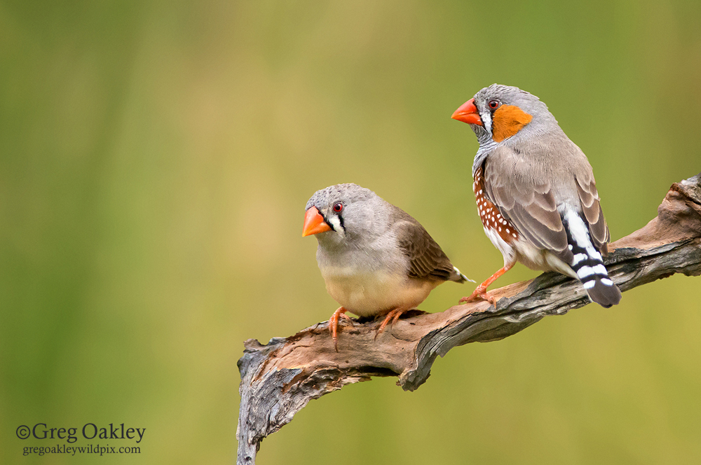 Zebra Finch