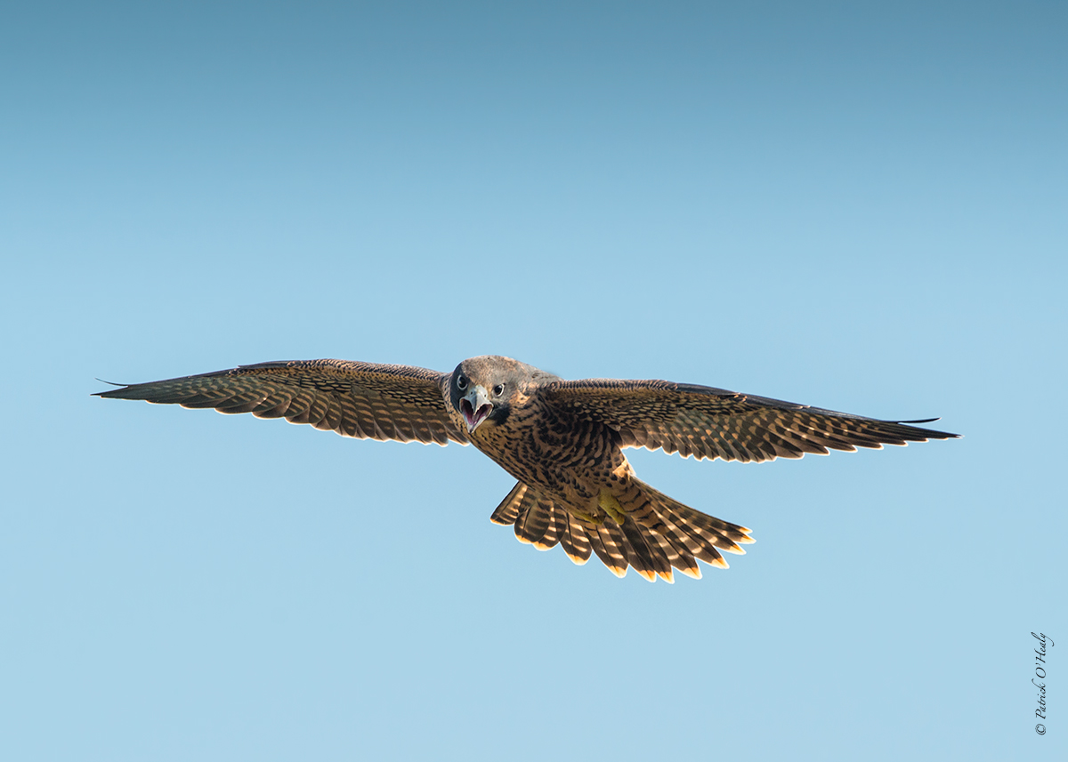 Peregrine Flight