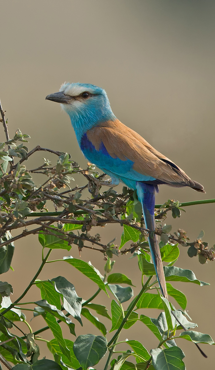Abysinnian Roller