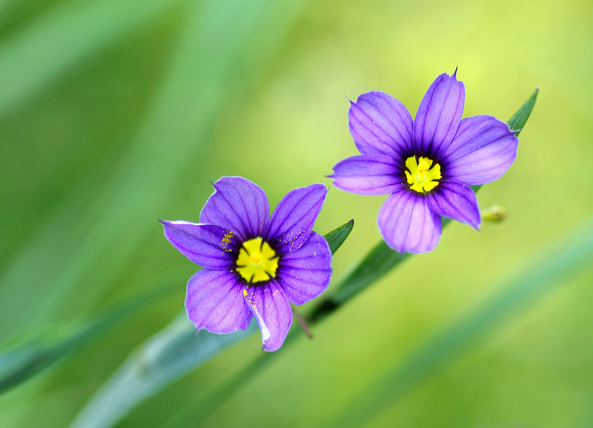 Blue-eyed grass