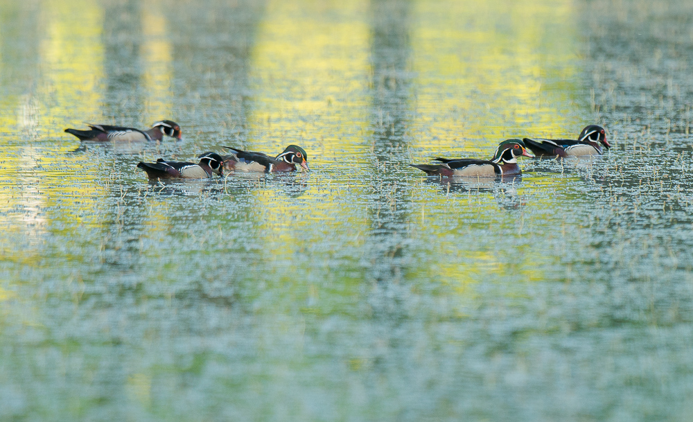 Wood Duck +1