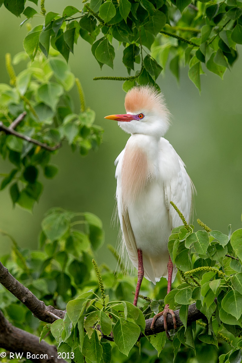 Cattle Egret
