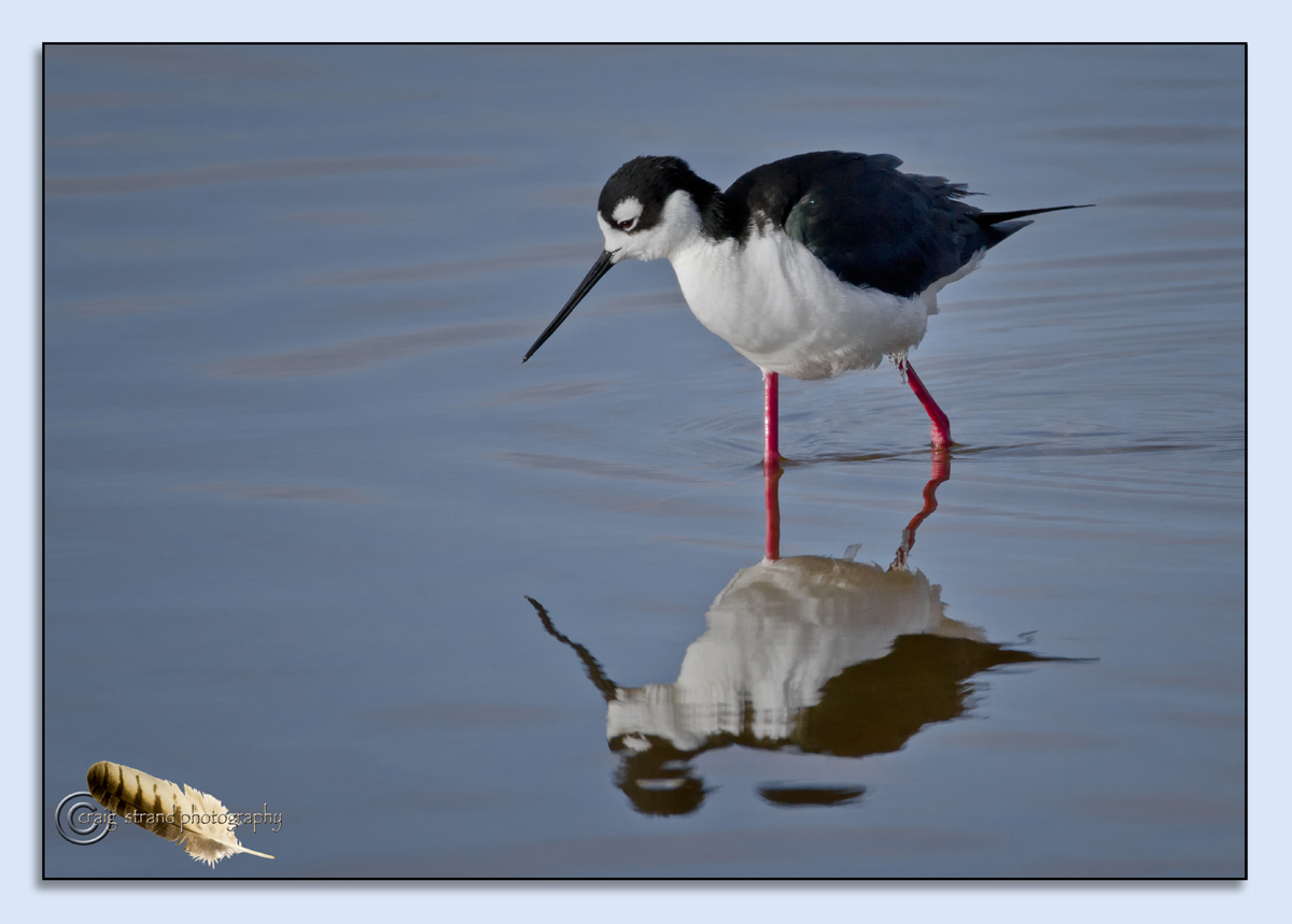 Black-necked Stilt