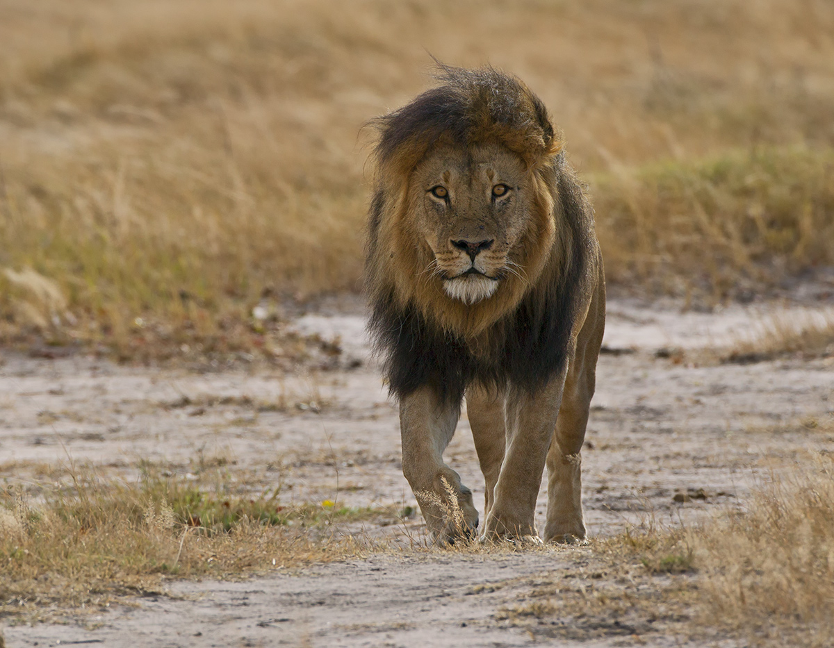 Hwange Lion