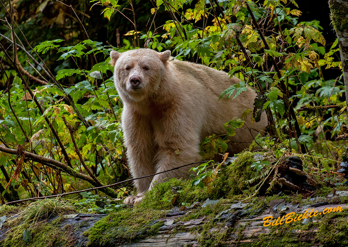 SPIRIT BEAR 