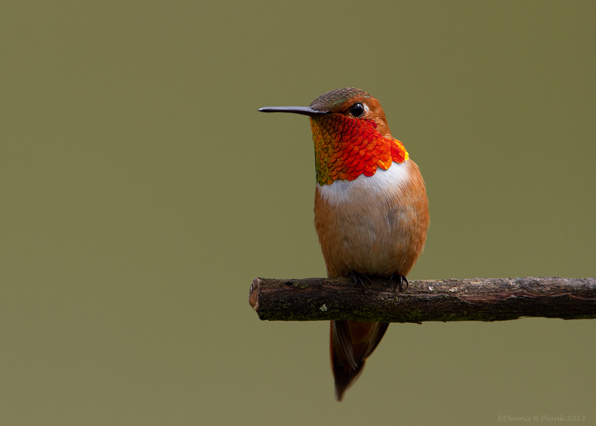 Rufous Hummingbird