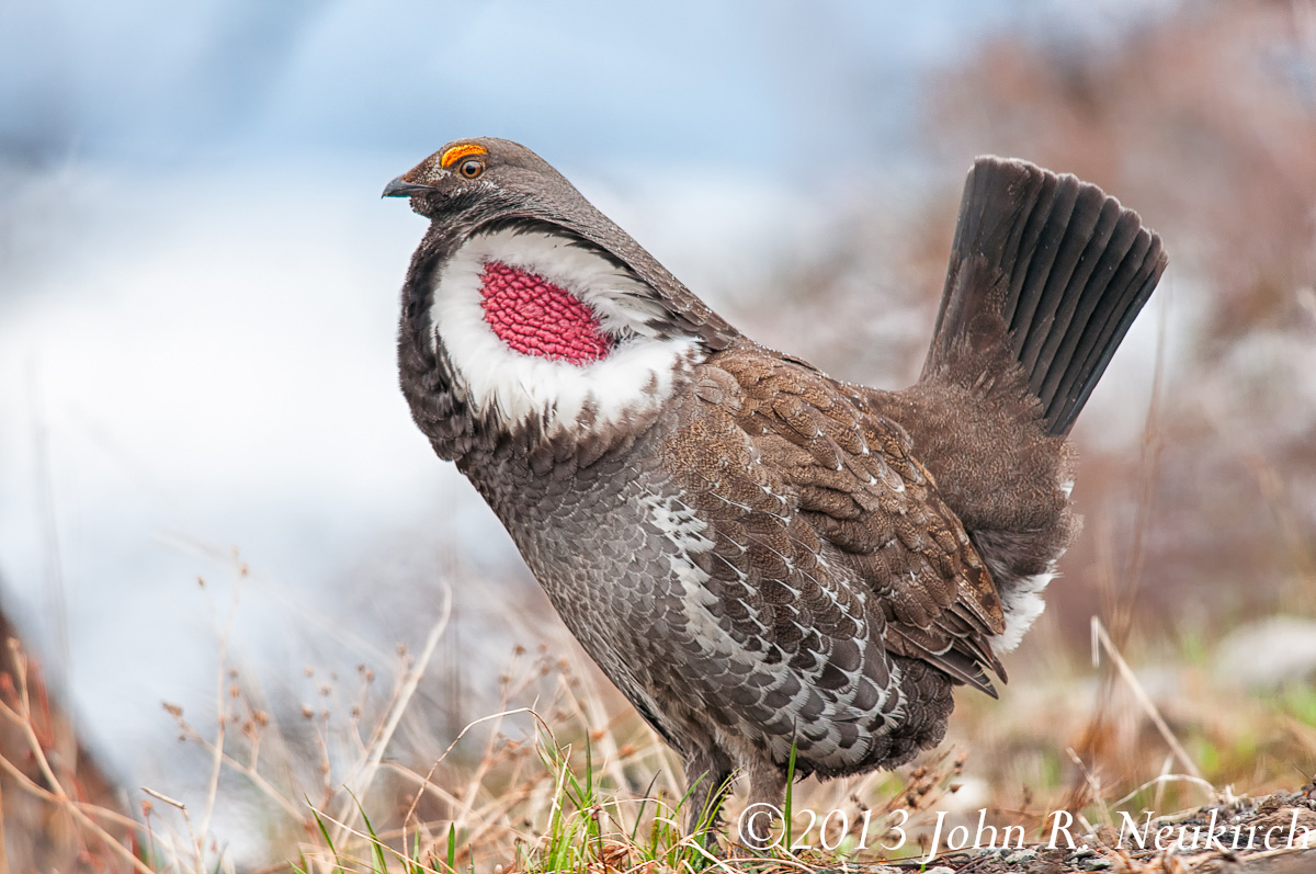 Blue Grouse (Dusky)