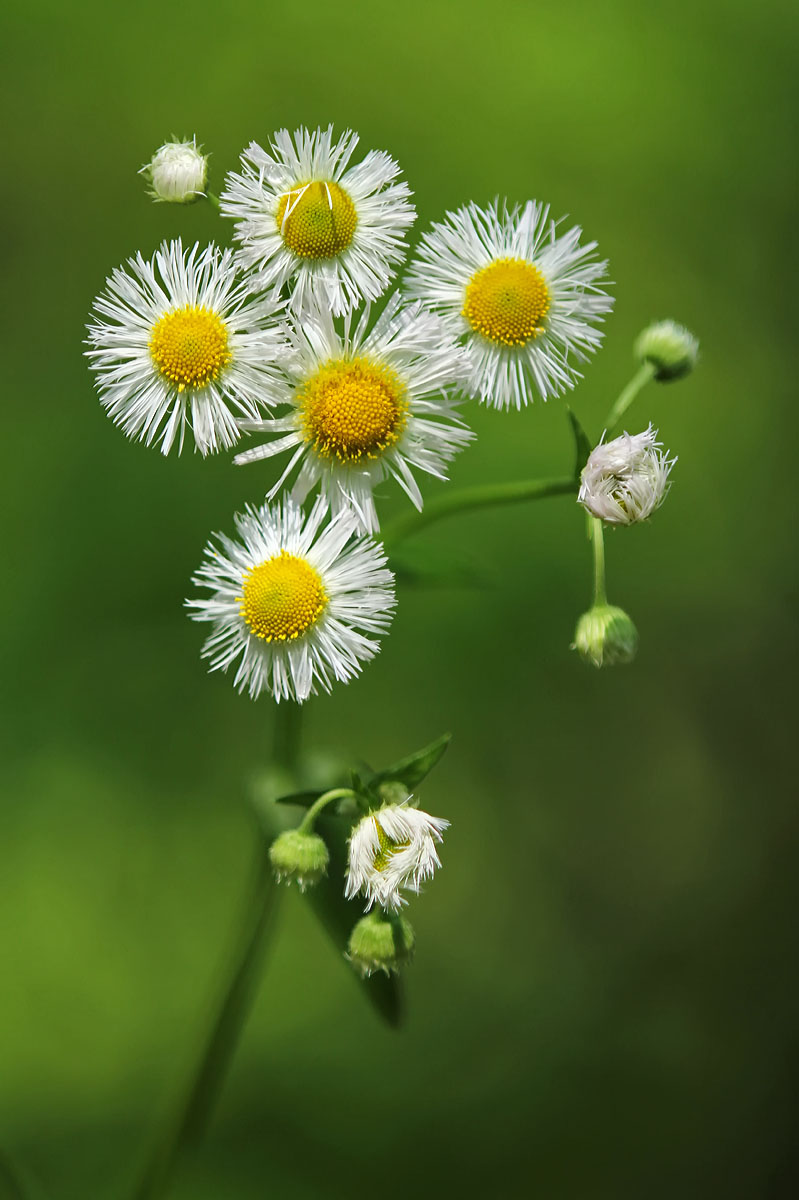Daisy Fleabane