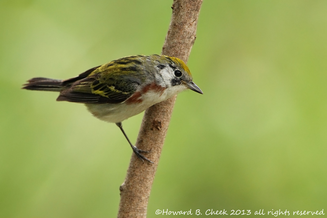 Chestnut-sided Warbler
