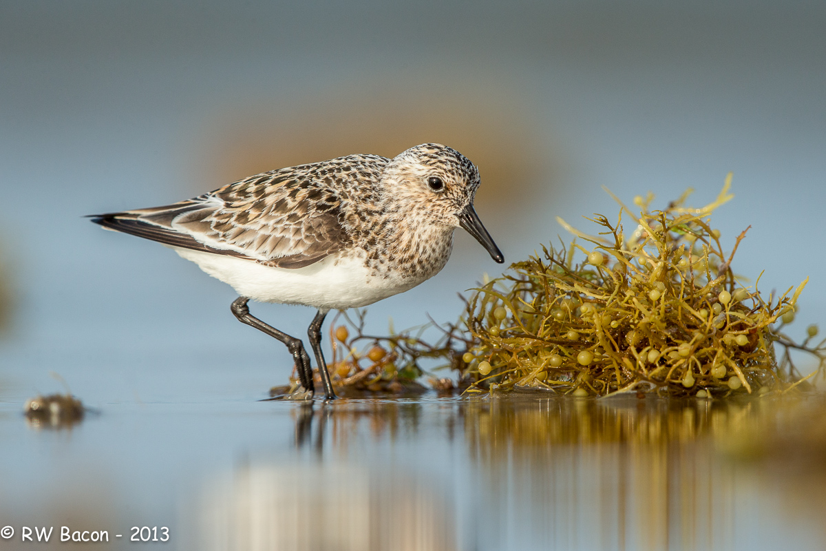 Sanderling