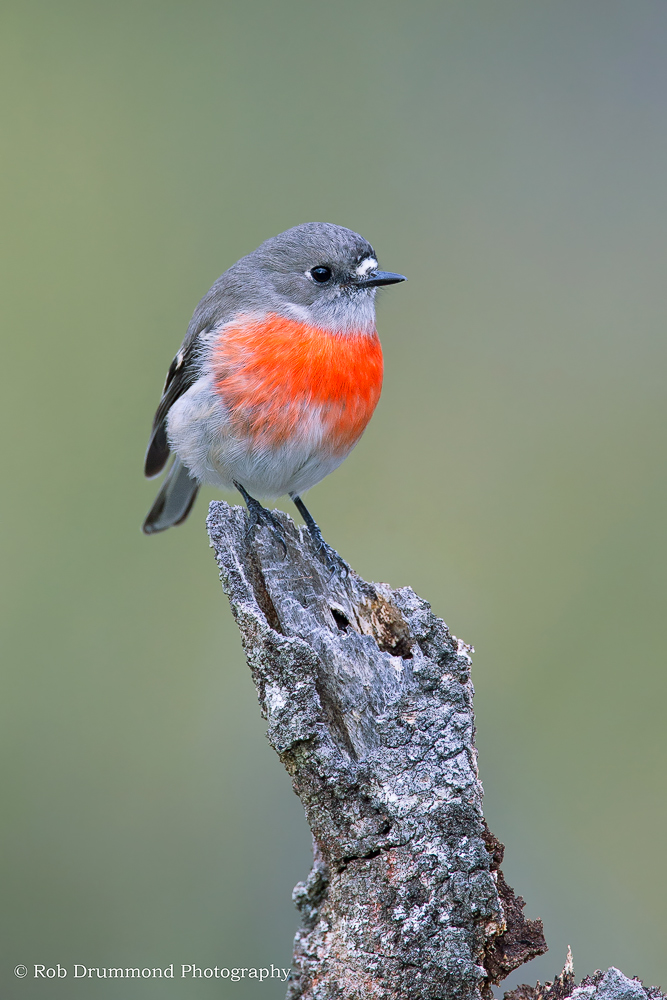 Scarlet Robin female