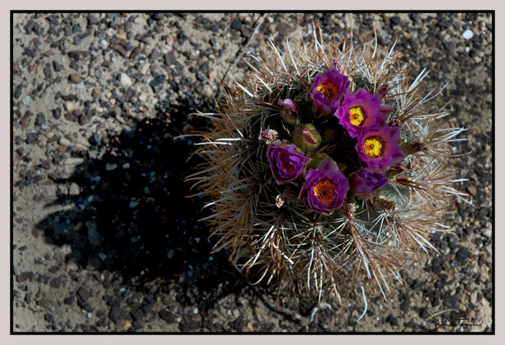 Bisti Blooms 