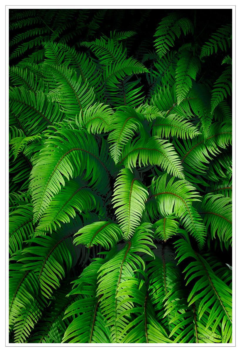 Fern