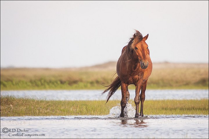 Wild Horse Wading