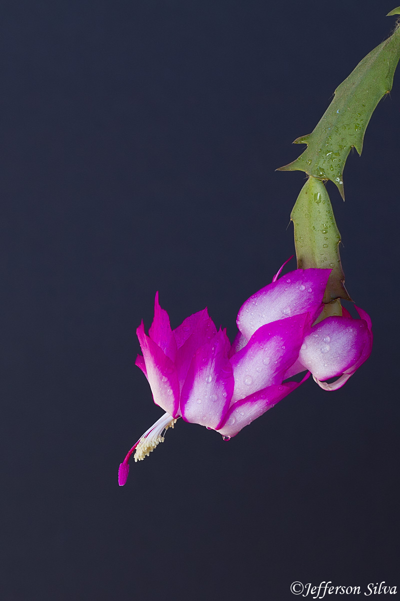 Zygocactus truncatus
