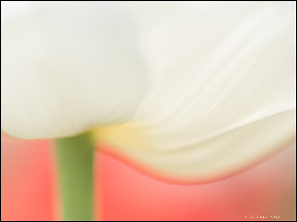 Tulip Tranquility