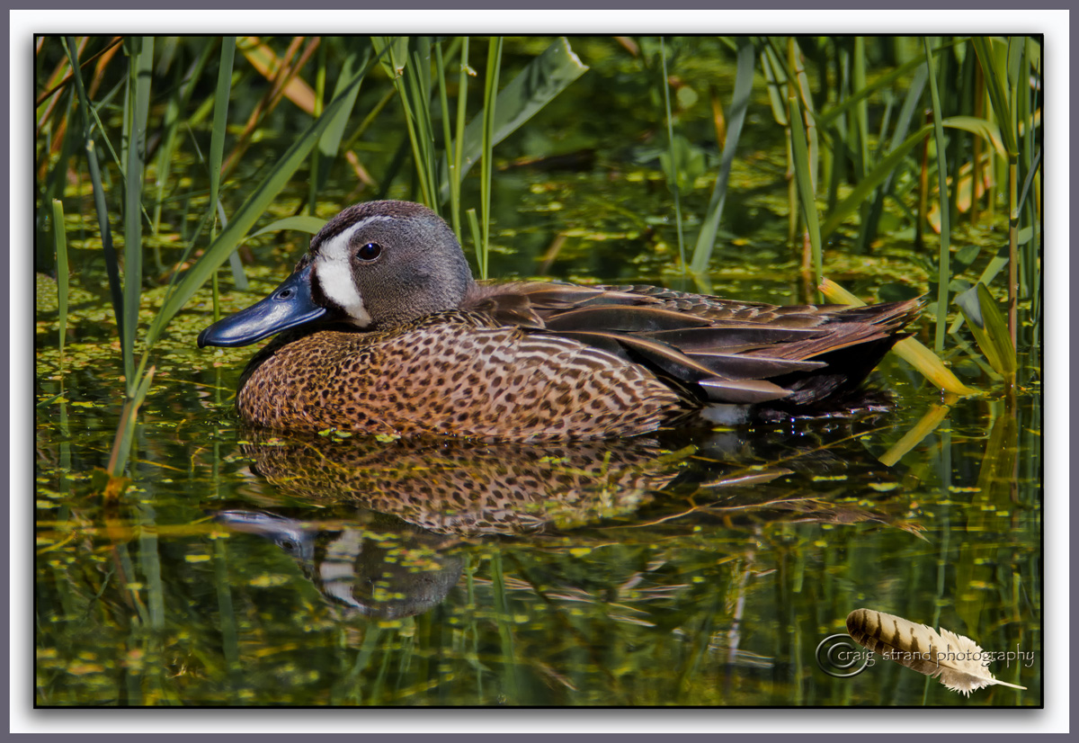 Blue Winged Teal