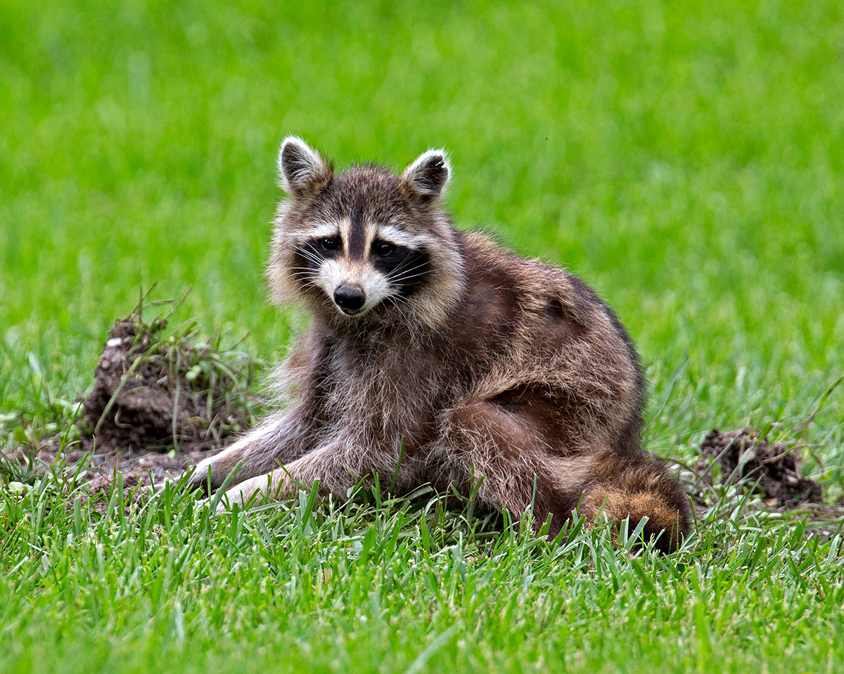 Injured Racoon