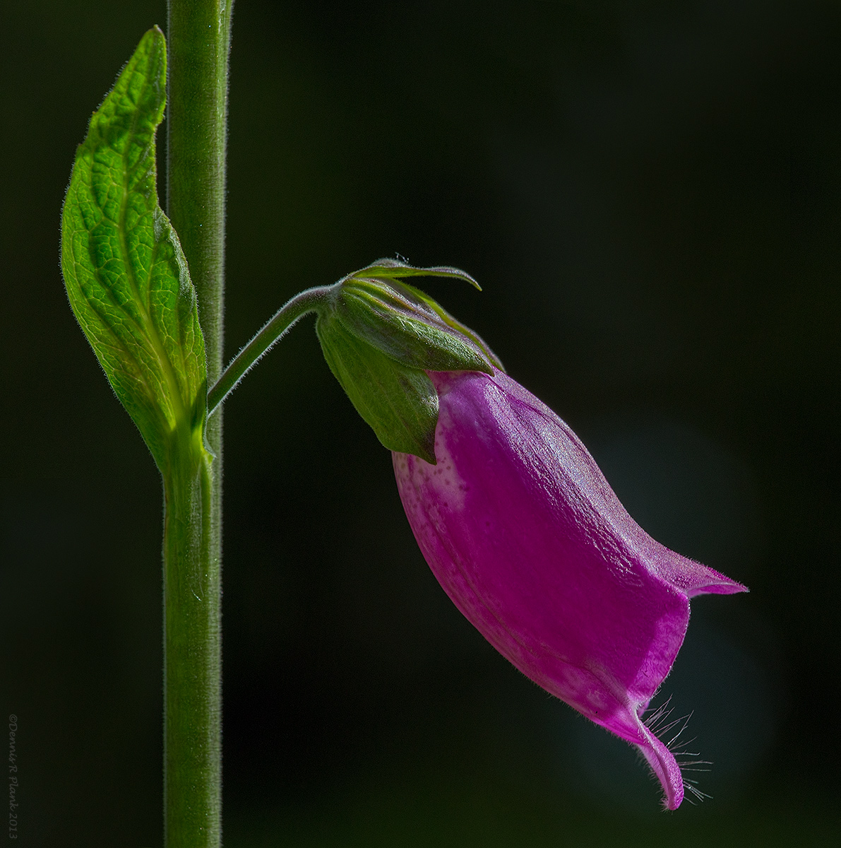 Foxglove