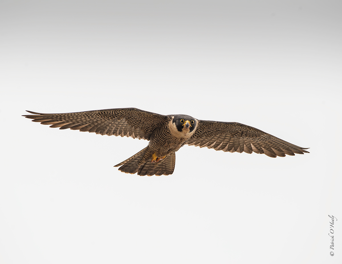 Perrigrine Falcon