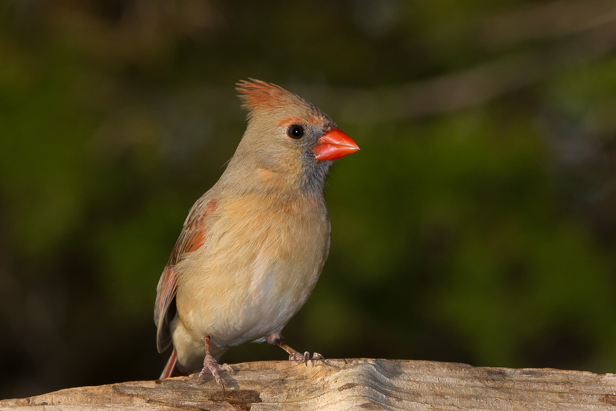 Female Cardinal
