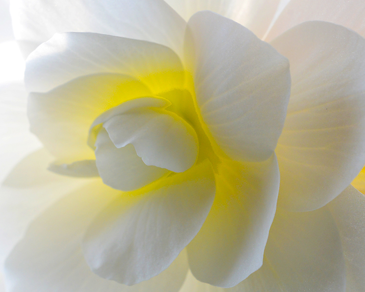 backlit     Begonias +    repost