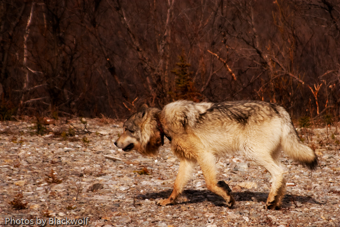 The Cruelty of Trapping