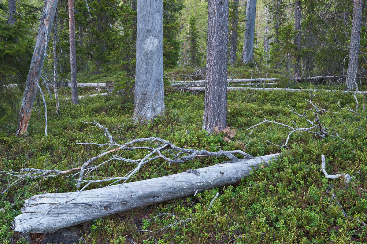 Old growth forest