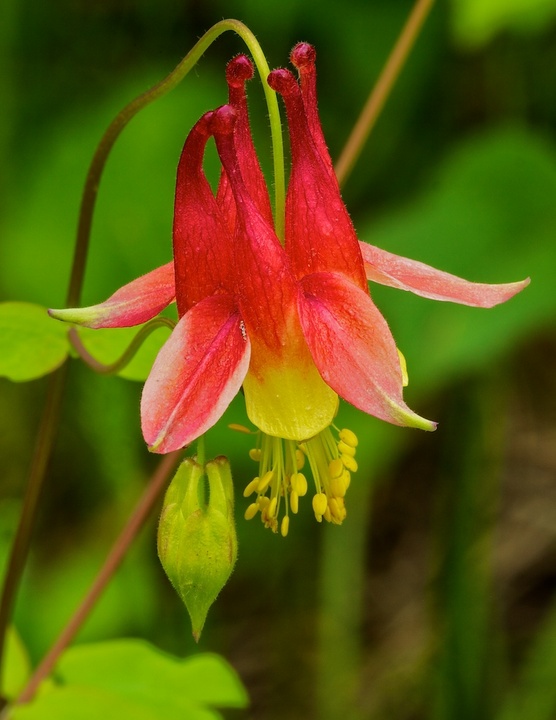 Columbine