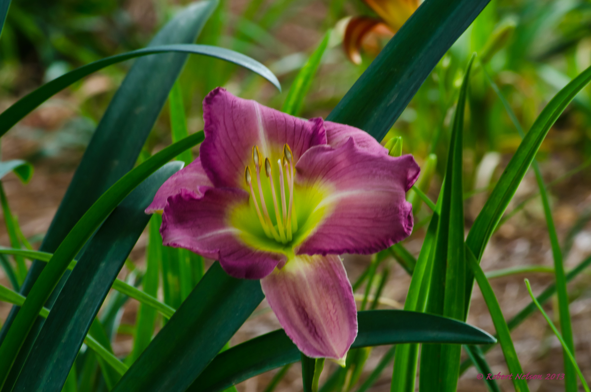 The color purple