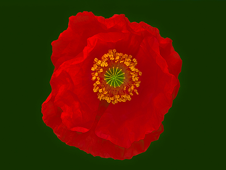Paper poppy & REPOST